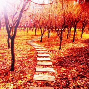 百庋度搜索欧洲老太婆与孙子乱伦视频
